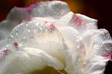 《HANGRY》Steam页面上线 异世界美食RPG